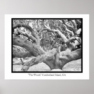 "Skogen" Cumberland Island, GA Poster