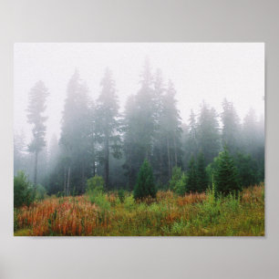 Skogen Fog Gräs Träd Value Poster Pappert