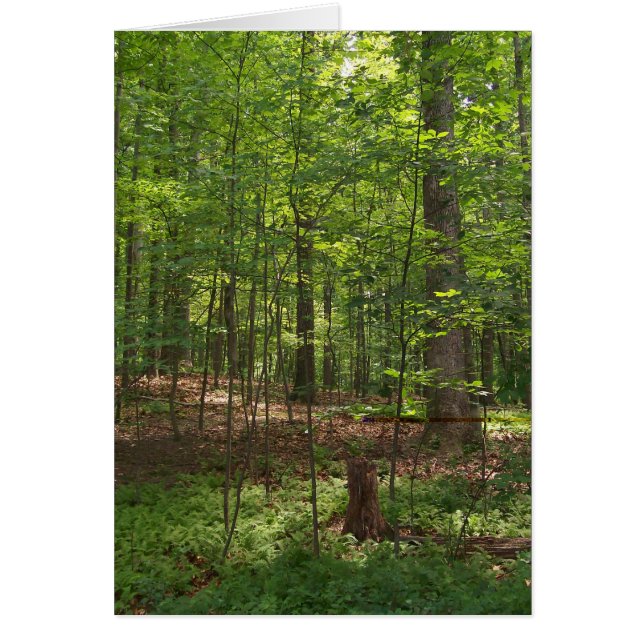Skogen går hälsningskort (Framsidan)