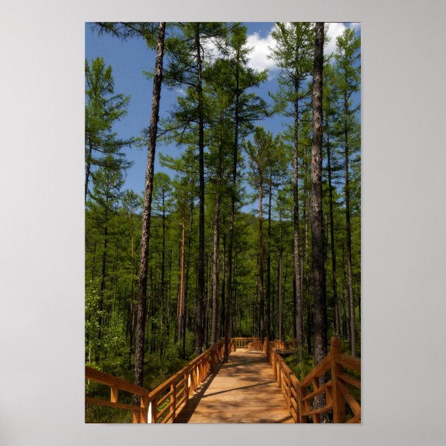 Skogen gräs Träd Poster (Framsidan)