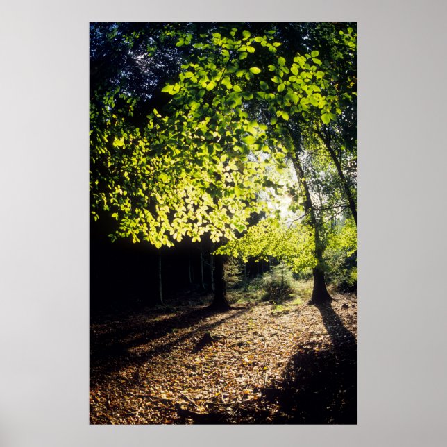 SKOGEN i VÅR Poster (Framsidan)