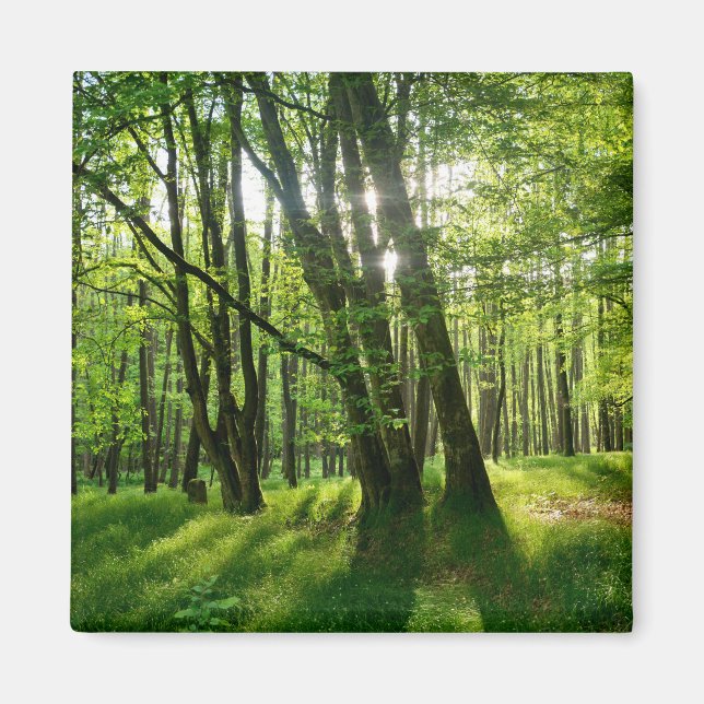 Skogen på våren magnet (Framsidan)