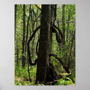 Skogen poster