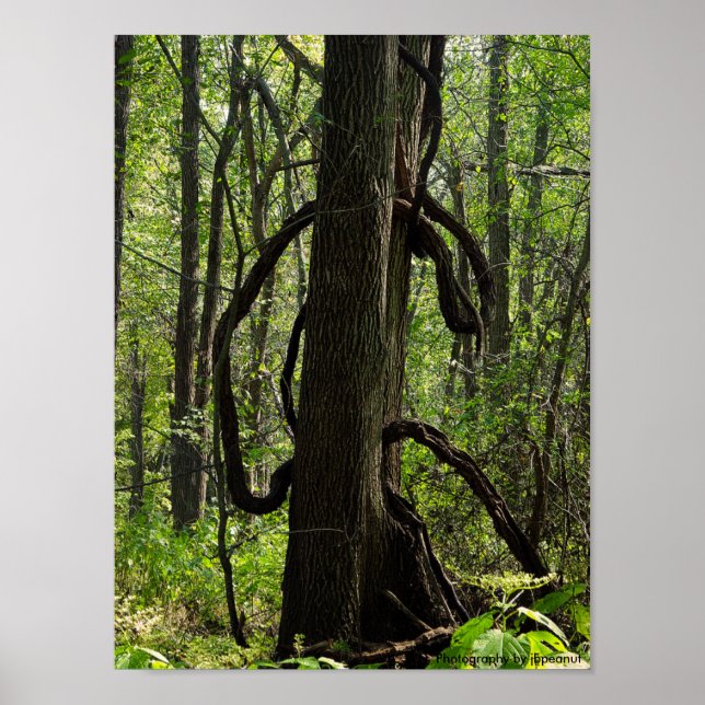 Skogen poster (Framsidan)