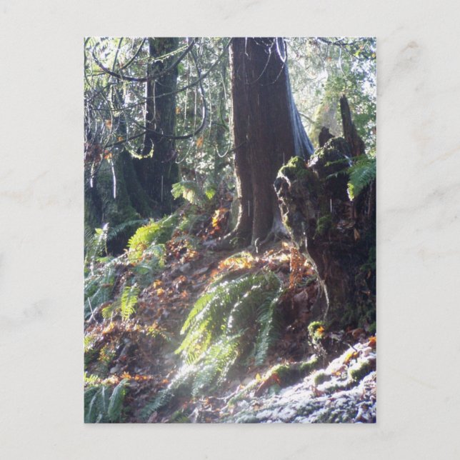 skogen "troll" i snö #2 vykort (Framsida)