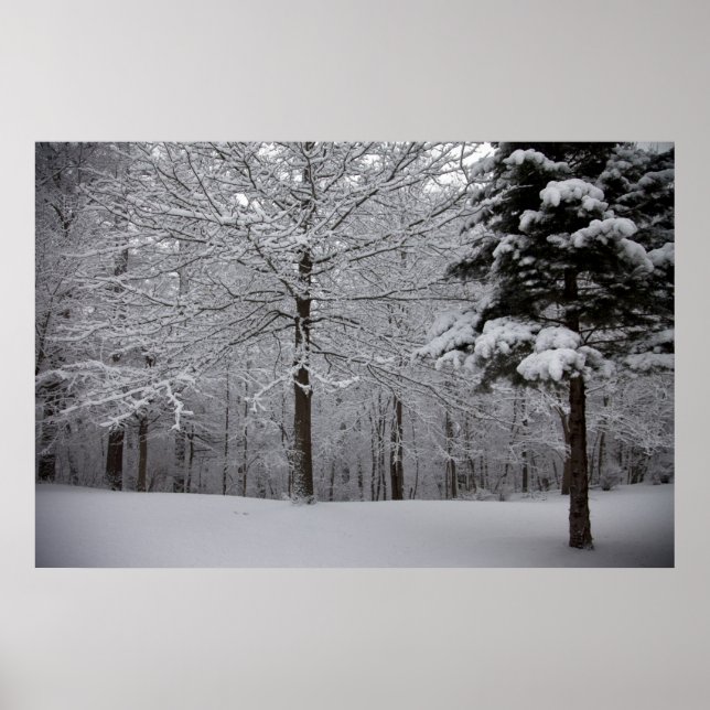 Skogen-vy Poster (Framsidan)