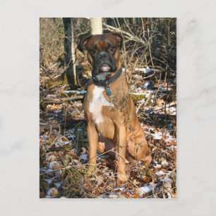 Skogen Walk Boxer Vykort