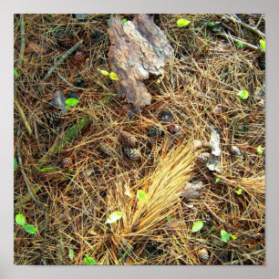 SkogenGolv-Pinecones, Etc. Affisch