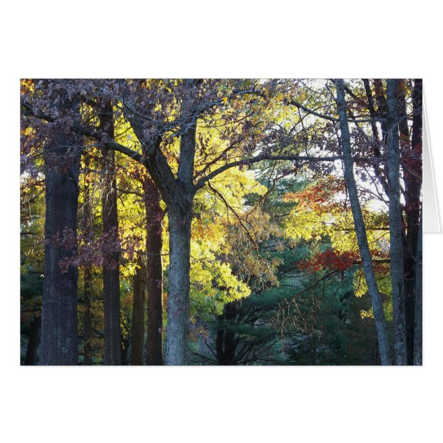 skogenkort hälsningskort (Framsidan Horizontal)