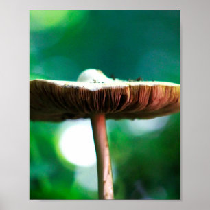 Skogens juvel poster