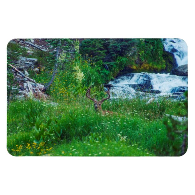 Skogens prins magnet (Horisontell)
