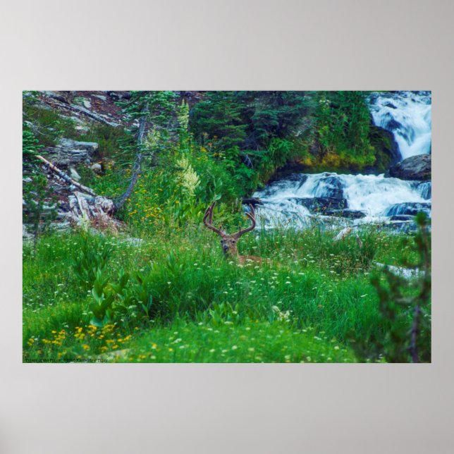 Skogens prins poster (Framsidan)