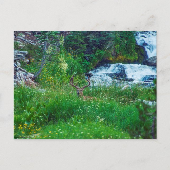 Skogens prins vykort (Framsida)