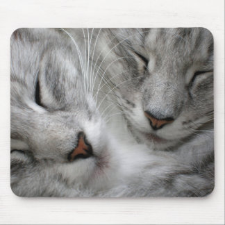 Skogkattmusmatta Musmatta