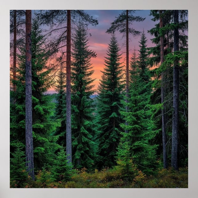Skoglandskap vid solnedgång med frodig grönska poster (Framsidan)