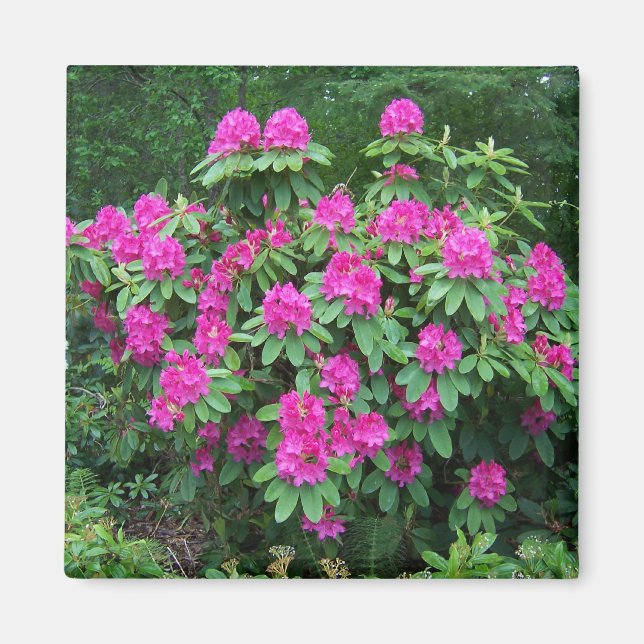 SkogRhododendron Magnet (Framsidan)