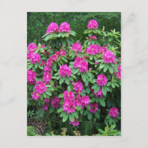 SkogRhododendron Vykort