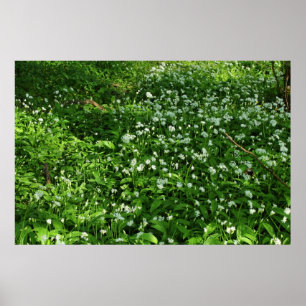 Skogsblommor Poster