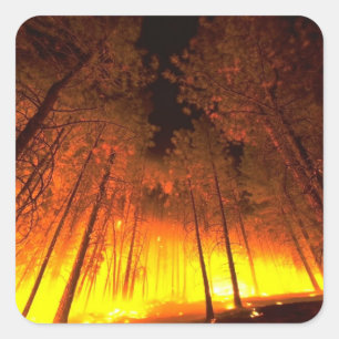 Skogsbrand Fyrkantigt Klistermärke