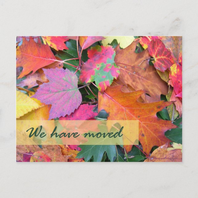 Skogsgolv Ny adressmall Meddelande Vykort (Framsida)