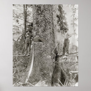 Skogshuggare med jättetall, 1905. Gammalt foto Poster