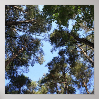 Skogskädda i gräs poster