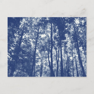 Skogskanopi - Cyanotypeffekt Vykort