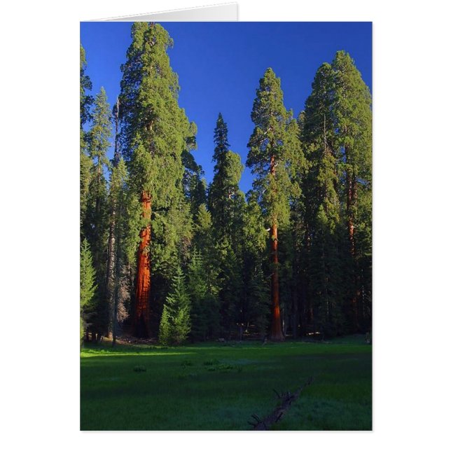 Skogskort Hälsningskort (Framsidan)