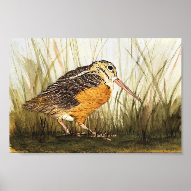 Skogskran (Timberdoodle) Poster (Framsidan)