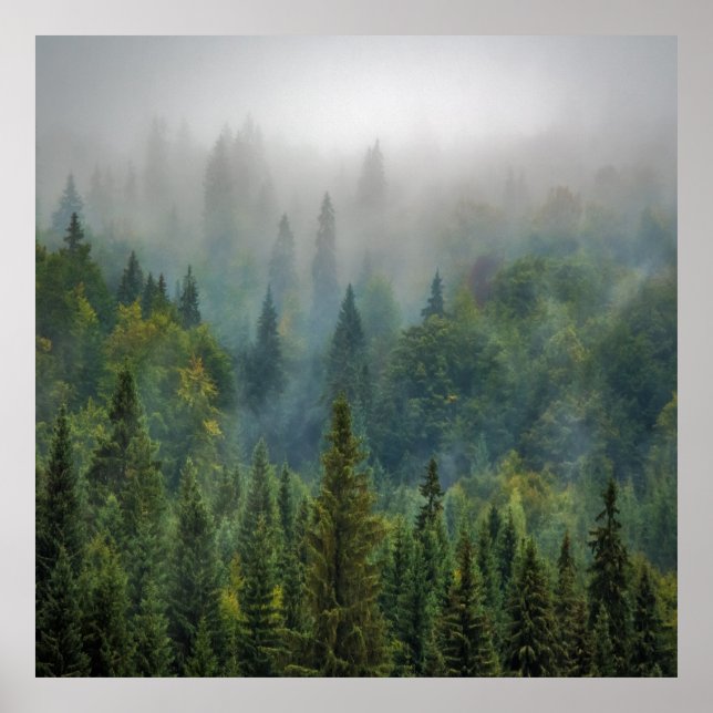 Skogslandskapet Misty gräs träd Poster (Framsidan)