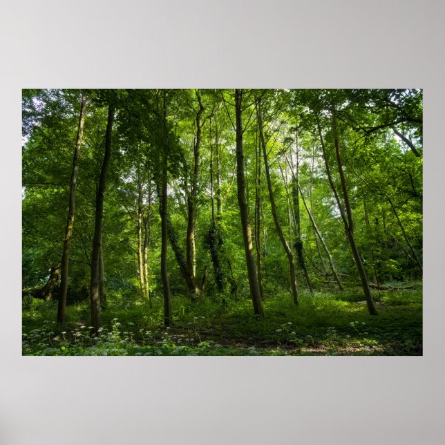 Skogsmark. Blackweir Skogen, Bute Park, Cardiff Poster (Framsidan)