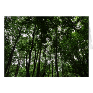 Skogsmark Canopy 02 Hälsningskort