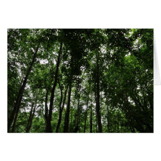 Skogsmark Canopy 02 Hälsningskort (Framsidan Horizontal)