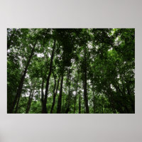 Skogsmark Canopy 02