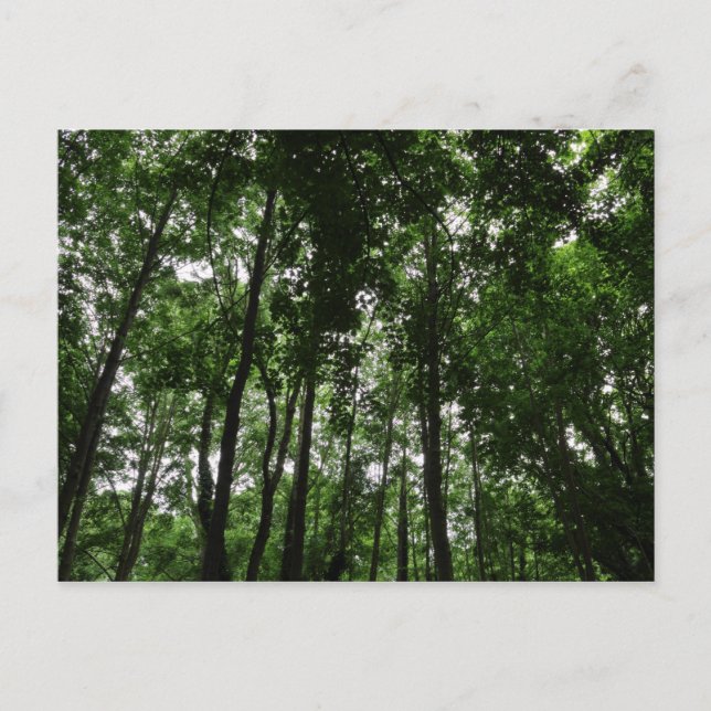 Skogsmark Canopy 02 Vykort (Framsida)