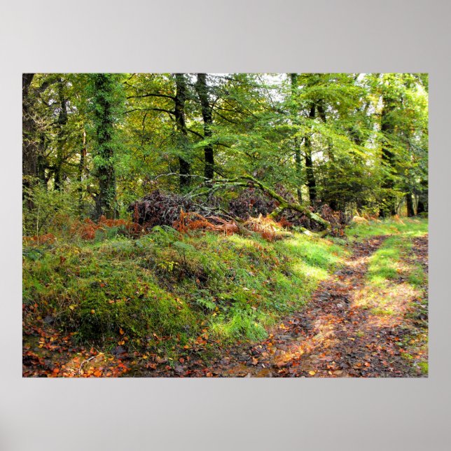 Skogsmark i oktober poster (Framsidan)