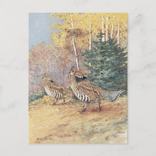 Skogsmark Ruffed Grouse Vykort