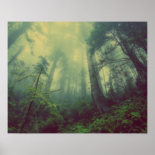 Skogsmark under poster (Framsidan)