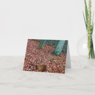 Skogsmarken noterar kortdoen en hjort kort