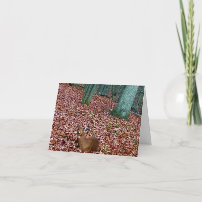 Skogsmarken noterar kortdoen en hjort kort (Framsida)