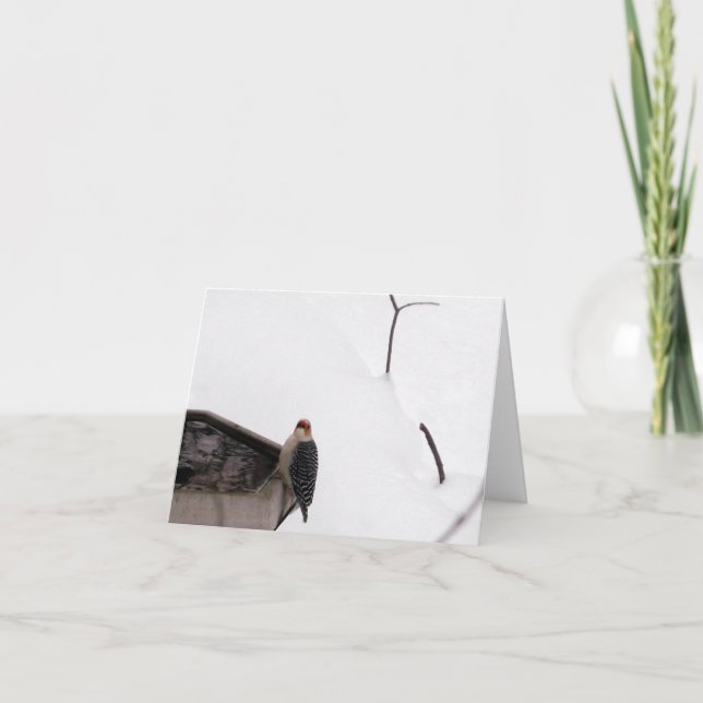 Skogsmarken noterar korthackspetten kort (Framsida)