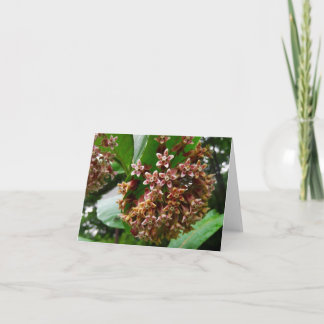Skogsmarken noterar kortvildblommamilkweeden kort