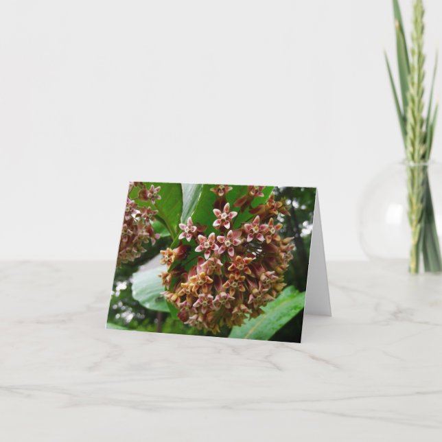 Skogsmarken noterar kortvildblommamilkweeden kort (Framsida)