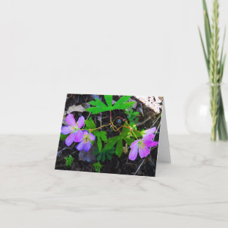 Skogsmarken noterar kortvildblommar kort