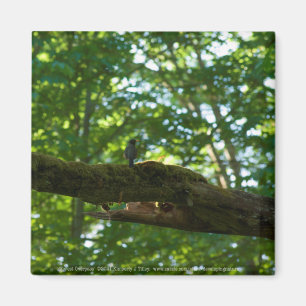 Skogsomvältning Magnet