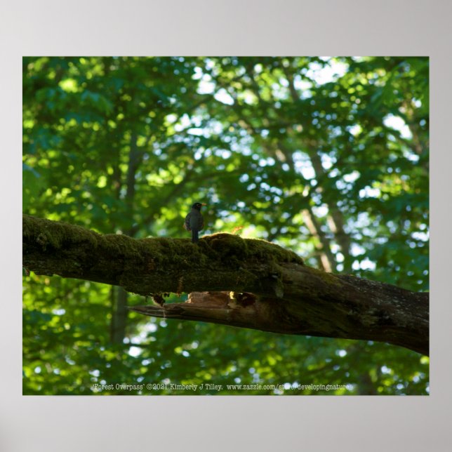 Skogsomvältning Poster (Framsidan)