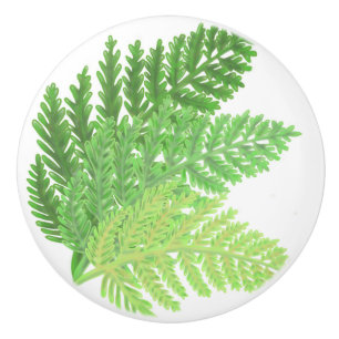 Skogsplanteringar grönt ferns ferns botaniska växt knopp