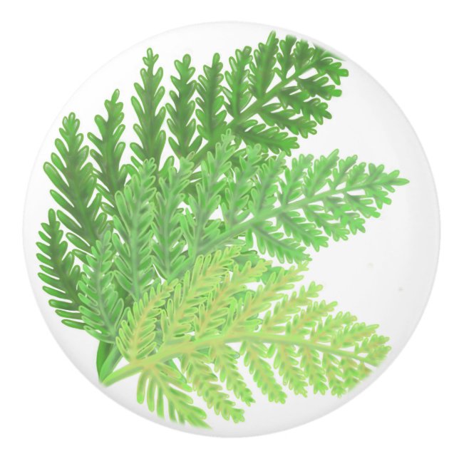 Skogsplanteringar grönt ferns ferns botaniska växt knopp (Framsidan)