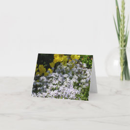 Skogsplox (Phlox divaricata)-kort Helgkort