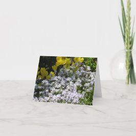 Skogsplox (Phlox divaricata)-kort Helgkort